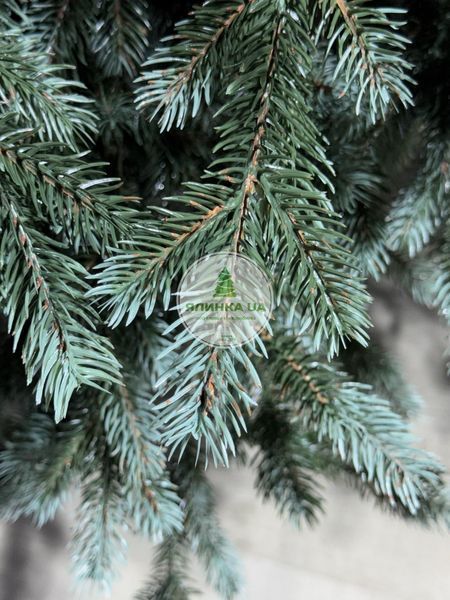 Лита ялинка Скандинавська зелено-блакитна 180 см skandynavska_180_green_blue фото