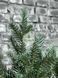 Лита ялинка Скандинавська зелено-блакитна 180 см skandynavska_180_green_blue фото 2