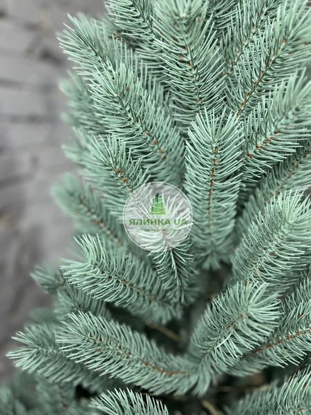 Лита ялинка Буковельська блакитна 150 см bukovelska_150_blue фото