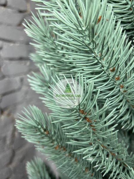 Лита ялинка Буковельська блакитна 150 см bukovelska_150_blue фото