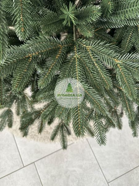 Лита ялинка Бельгійська Лісова зелена 150 см belgian_forest_150_green фото