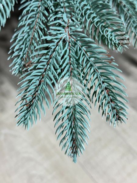Лита ялинка Бельгійська блакитна 150 см belhiiska_150_blue фото
