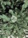 Лита ялинка Лаура на шарнірах (крабах) зелена 180 см laura_180_green фото 2